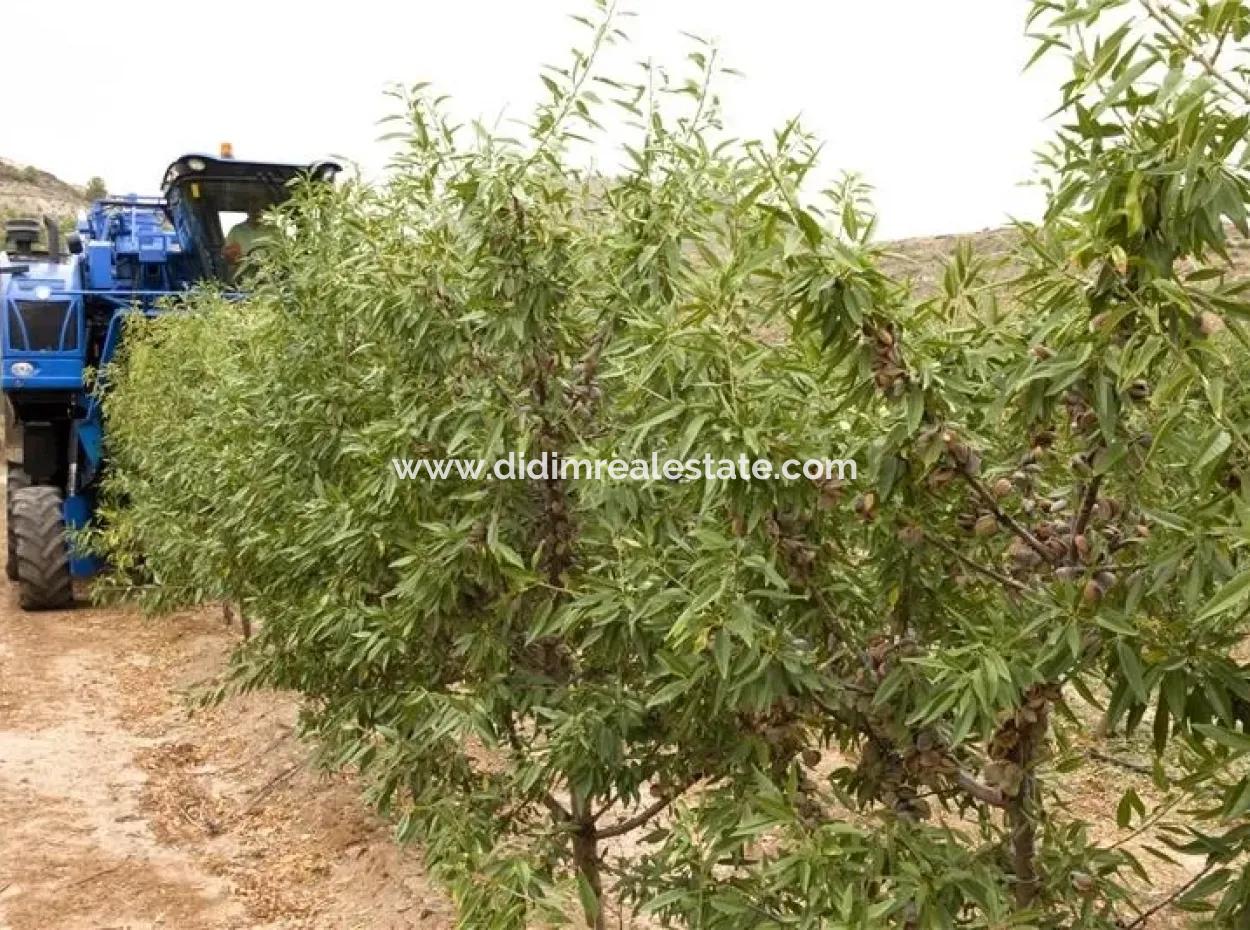Garten Zum Verkauf In Mugla Region 880000M2 Nussbaum