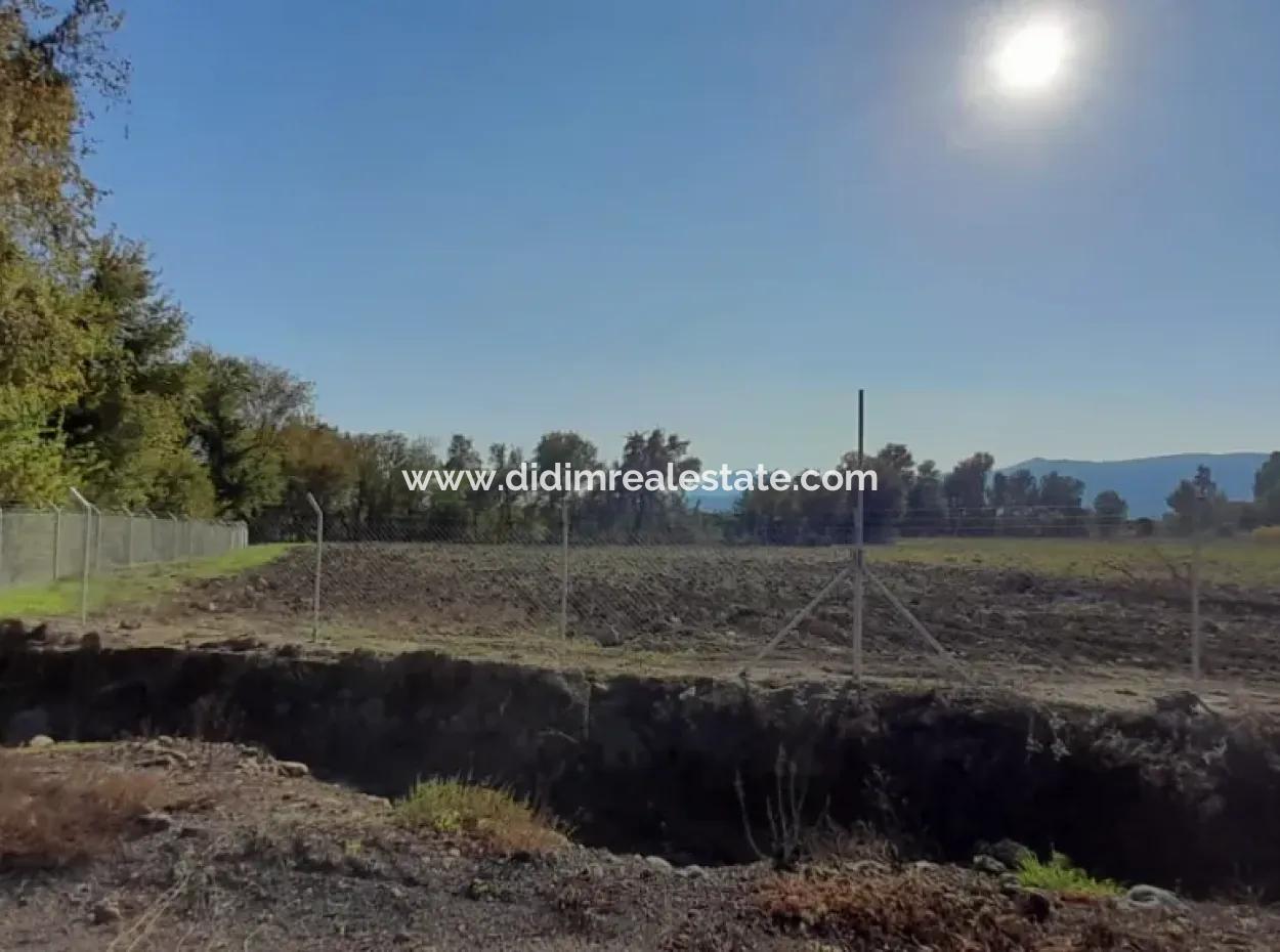32000M2 Acker-Avocados, Gewächshausbau, Landwirtschaftliche Betriebe, Geeignet Für Viehland In Köyce-Inz Dösü-Belen