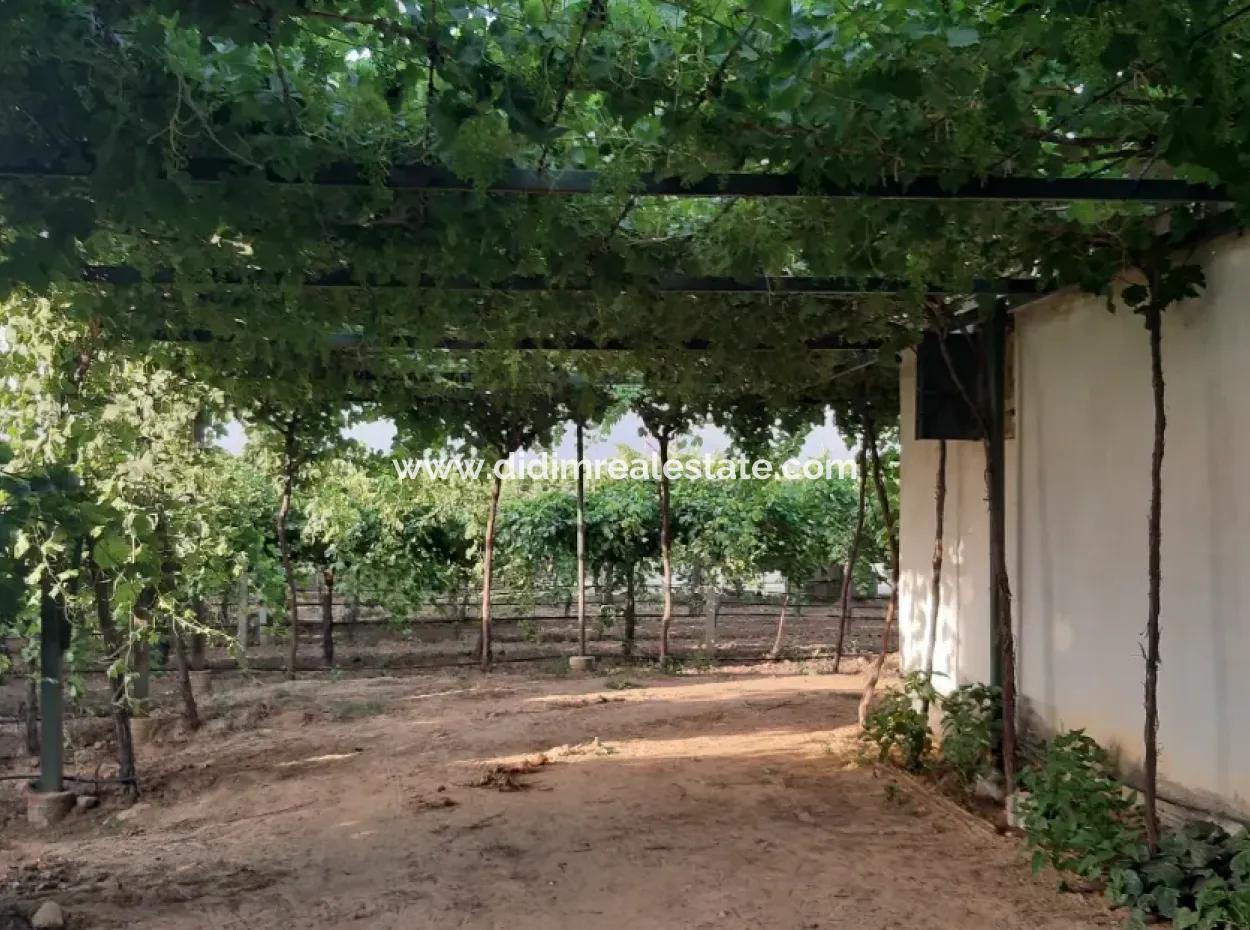 Manisa Präfektur Alasehir Bezirk 19000M2 Traubenfrierungsbetrieb Zum Dringenden Verkauf