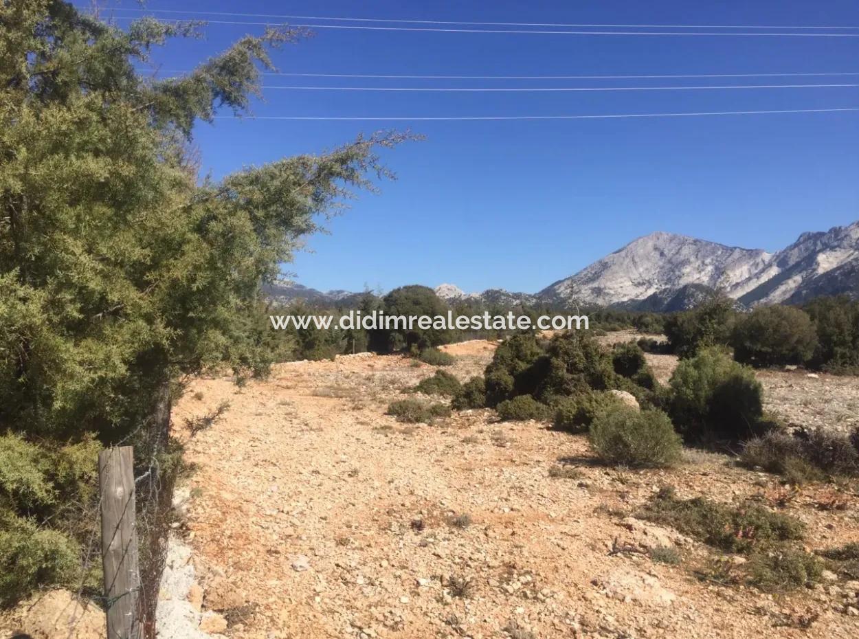 Der 200000M2 Mandelgarten Steht Im Zentrum Von Mugla Zum Verkauf.