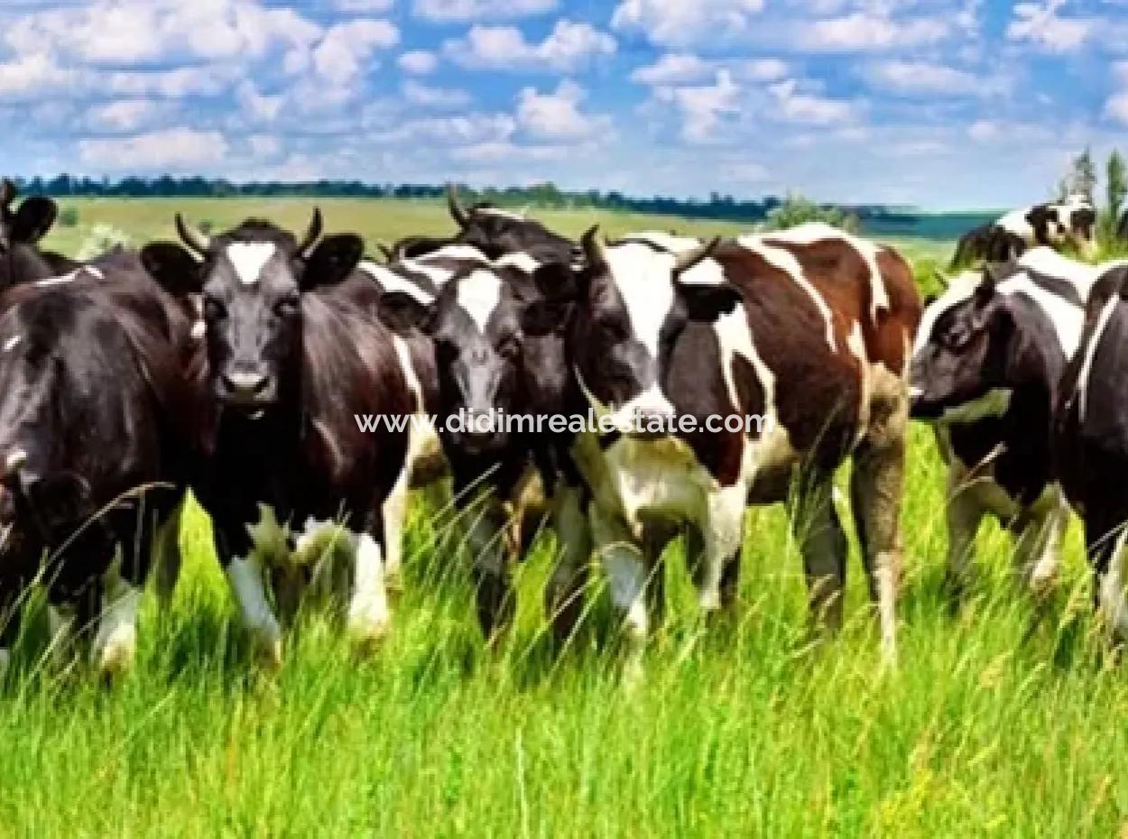 Garden For Sale In Mugla Region 880000M2 Walnut