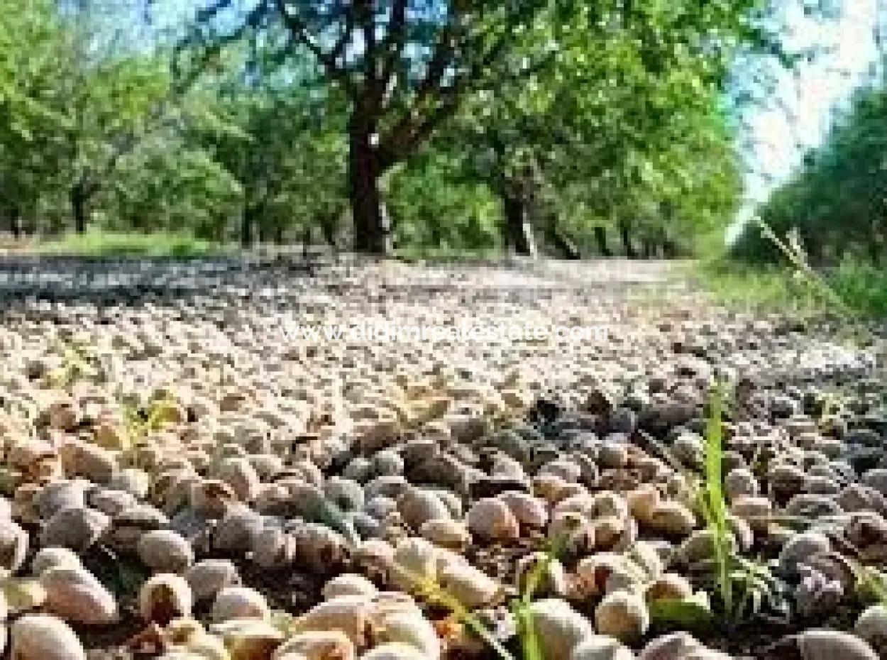 Garden For Sale In Mugla Region 880000M2 Walnut