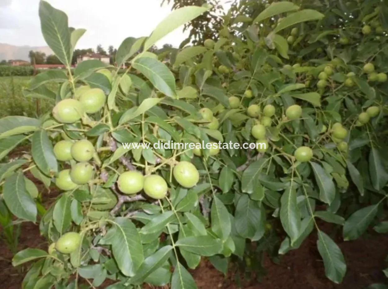 Garden For Sale In Mugla Region 880000M2 Walnut