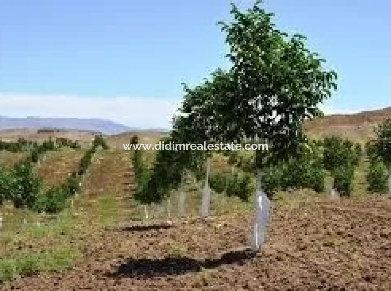 Garden For Sale In Mugla Region 880000M2 Walnut