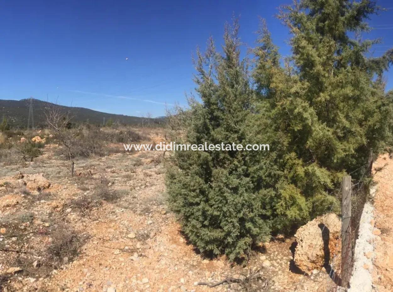 The 200000M2 Almond Garden Is For Sale In The Center Of Mugla.