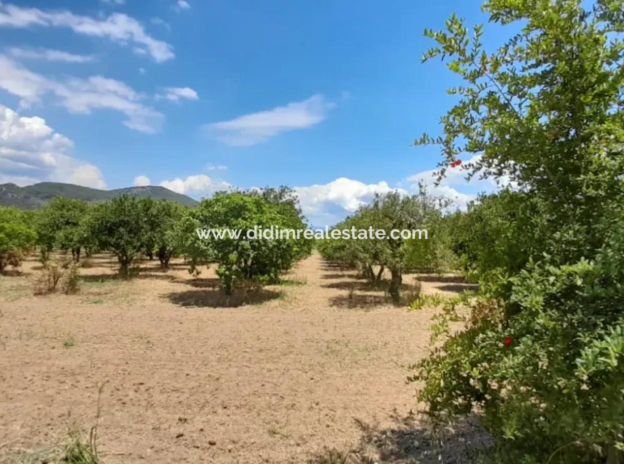 13000M2 Farmhouse Suitable To Be A Boutique Hotel 3 Km From Akyaka Center Gökkova Kitesurfe 1 Km Away
