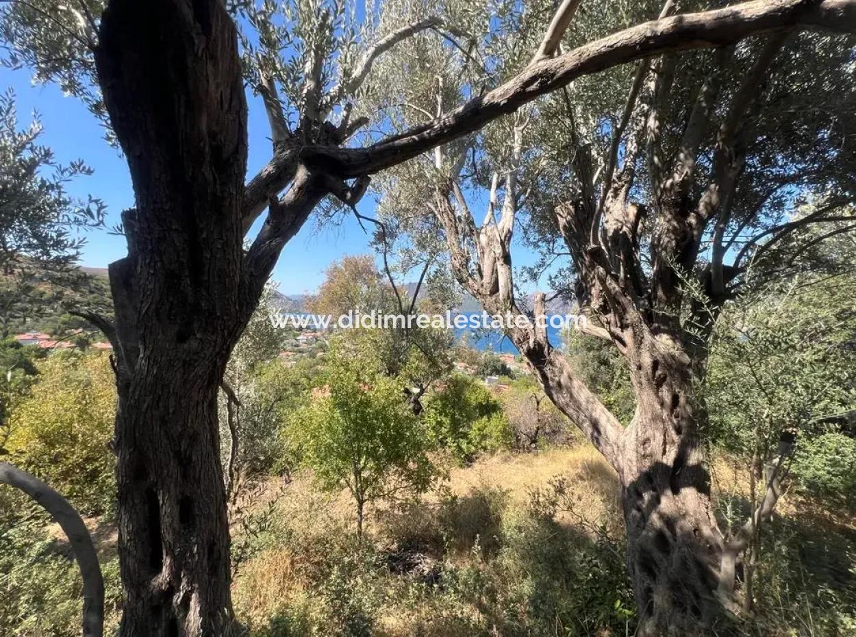 Land For Sale In Marmaris Selimiye Neighborhood With Sea View 5200M2 Suitable For The Construction Of 2 Villas Or Hotel Construction