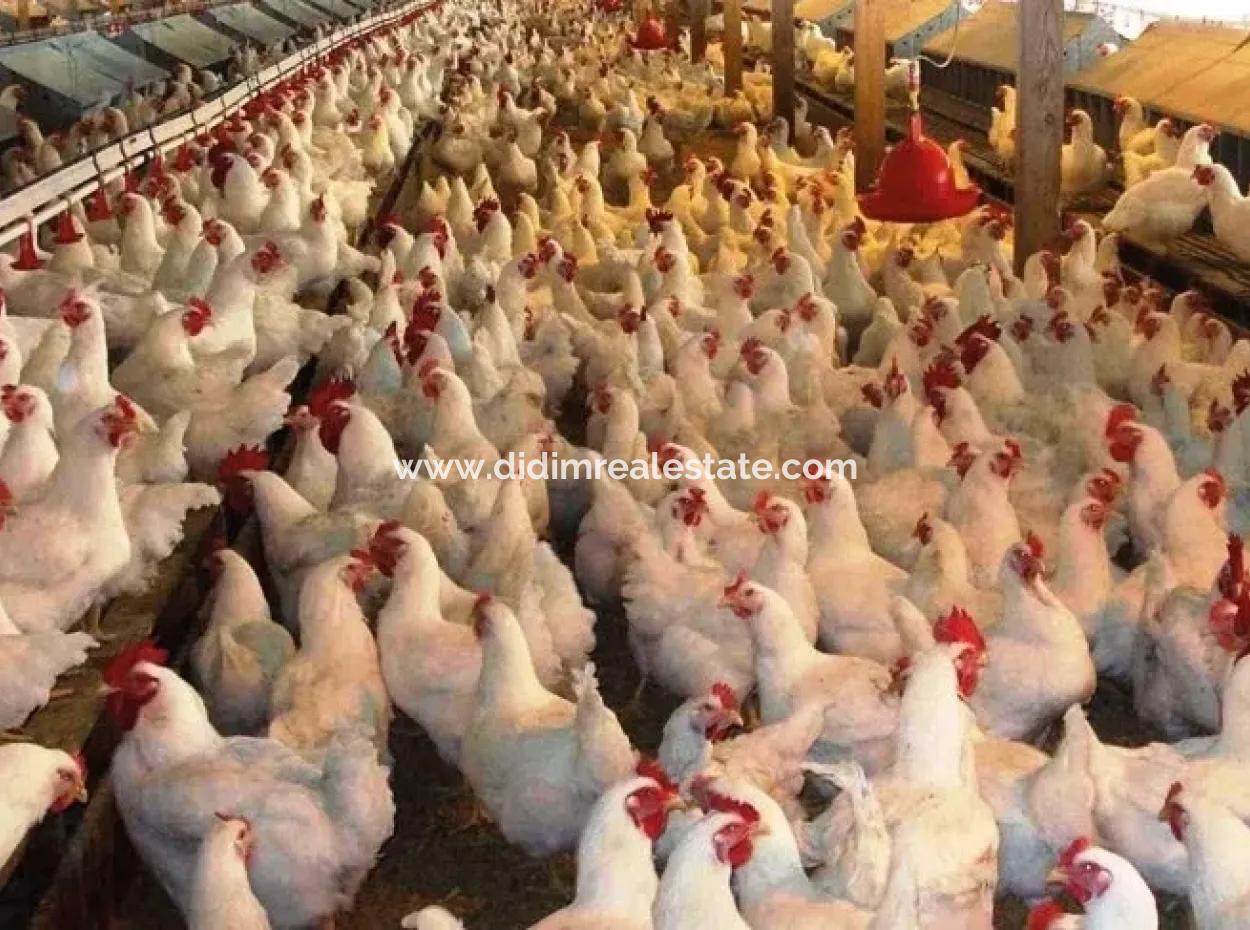 Muğla Bölgesinde 880000M2 Satılık Ceviz Bahçesi