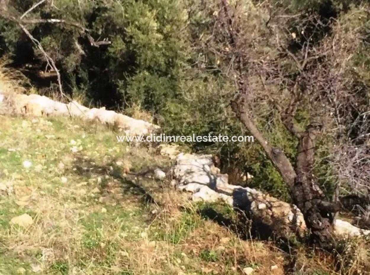 Muğla İli Datça İlçesi Mesudiye Mahallesinde 52000M2 Parselasyonu Yapılmış Deniz Manzaralı Satılık Arsa