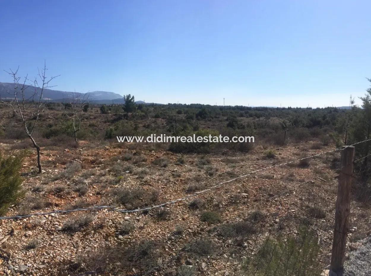 Muğla Merkezinde 200000M2 Badem Bahçesi Satılıktır.