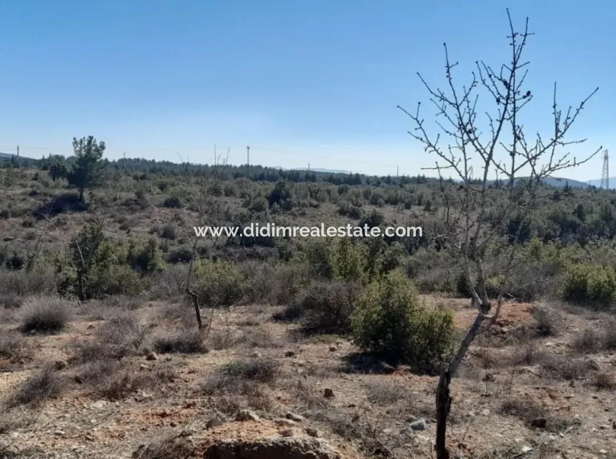 Muğla Merkezinde 200000M2 Badem Bahçesi Satılıktır.