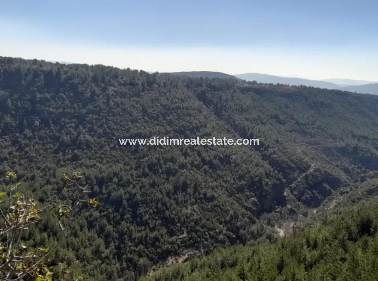 Muğla Merkezinde 200000M2 Badem Bahçesi Satılıktır.