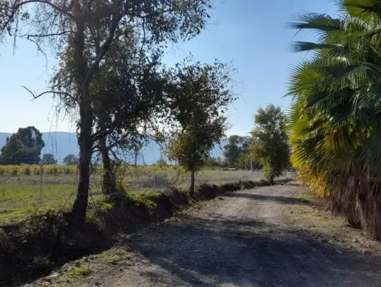 Köyceğiz Döğüşbelen Mevkisinde 32000M2 Tarıma Elverişli Avokado,Sera Yapımı,Çiftlik,Hayvancılık İçin Uygun Satılık Arsa